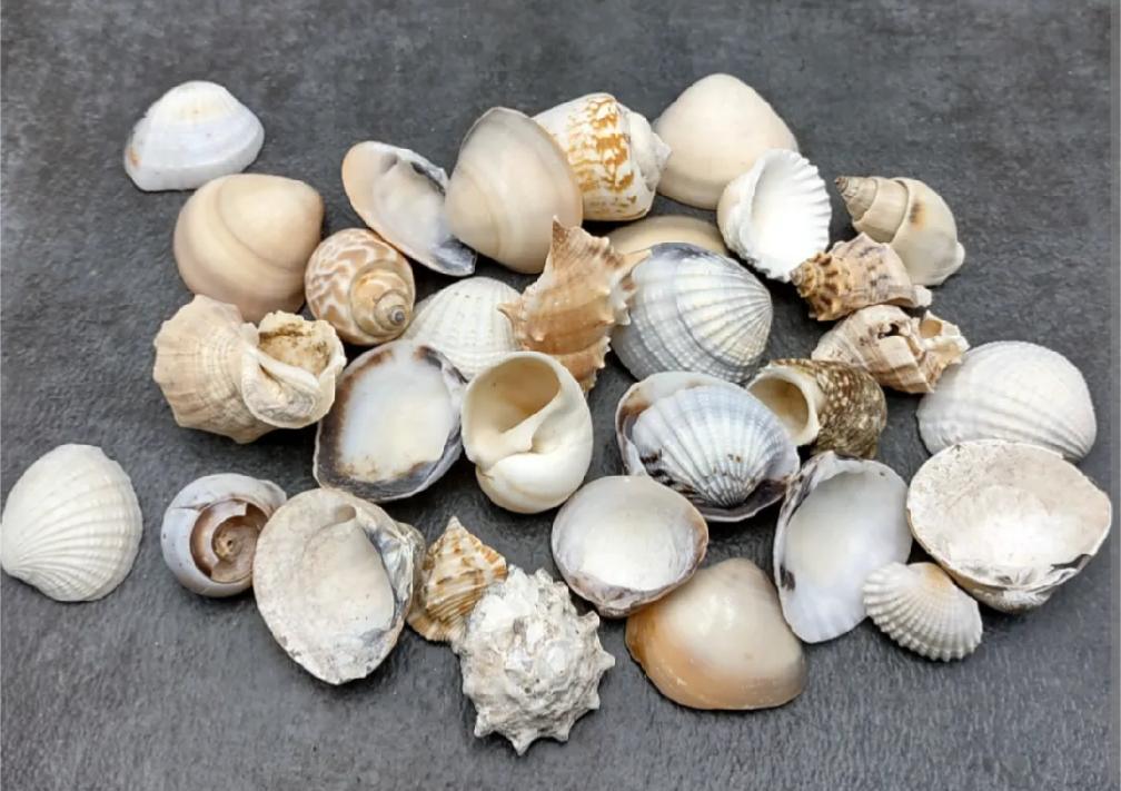 50 PCs Mixed Natural Sea Shells for Crafts – Decorative Shells for Jewelry Making, DIY Art & Home Décor