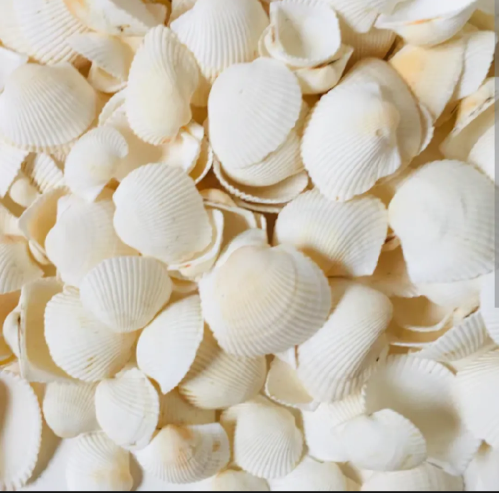 Pack of 20 White Natural Sea Shells – Premium Decorative Shells for Jewelry Making, Resin Art & DIY Crafts