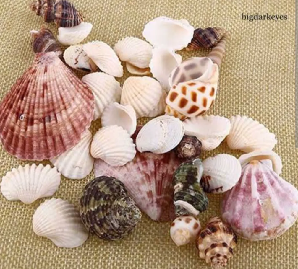 50 PCs Mixed Natural Sea Shells for Crafts – Decorative Shells for Jewelry Making, DIY Art & Home Décor