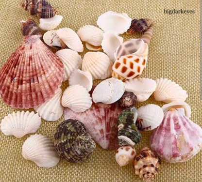 50 PCs Mixed Natural Sea Shells for Crafts – Decorative Shells for Jewelry Making, DIY Art & Home Décor