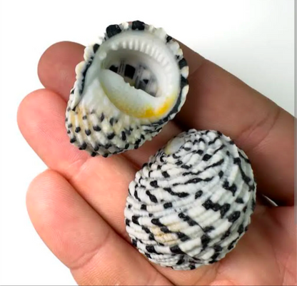 Pack of 3 Pcs Natural Sea Shells for Jewelry Making & DIY Crafts