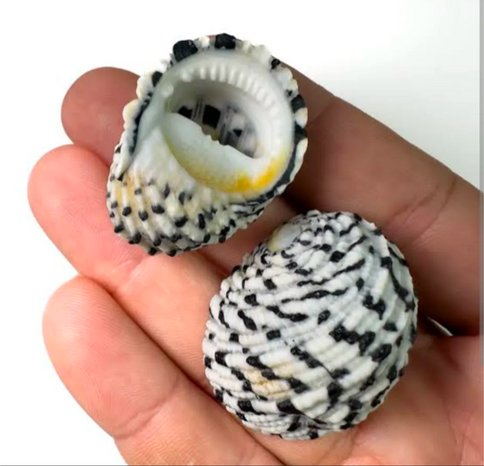 Pack of 3 Natural Black & White Nerita Seashells for Jewelry Making, Crafts & Home Decor