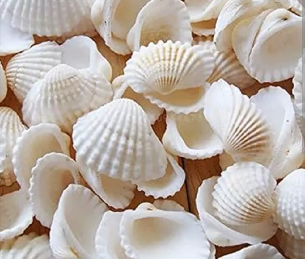 Pack of 20 White Natural Sea Shells – Premium Decorative Shells for Jewelry Making, Resin Art & DIY Crafts