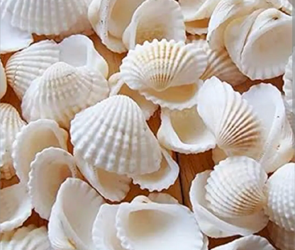 Pack of 20 White Natural Sea Shells – Premium Decorative Shells for Jewelry Making, Resin Art & DIY Crafts