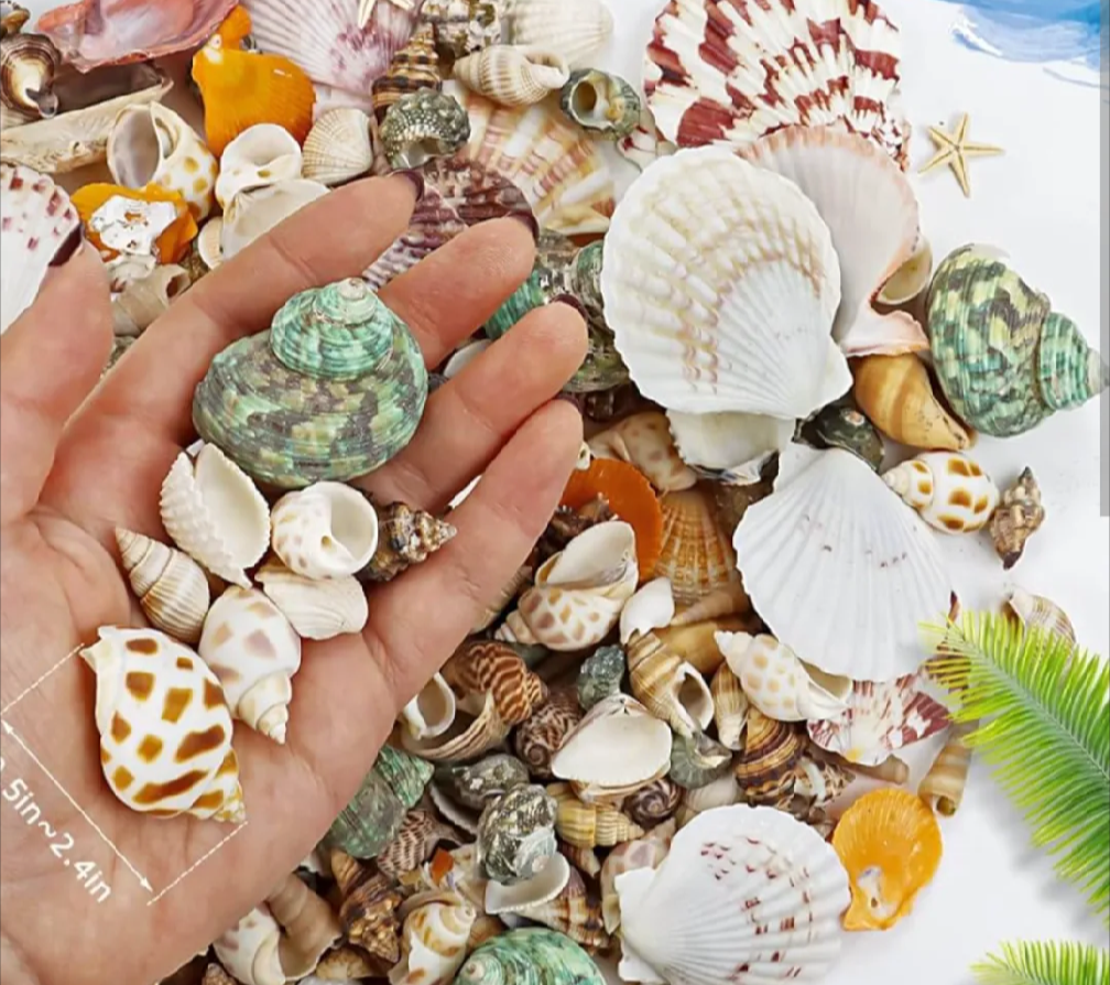 50 PCs Mixed Natural Sea Shells for Crafts – Decorative Shells for Jewelry Making, DIY Art & Home Décor