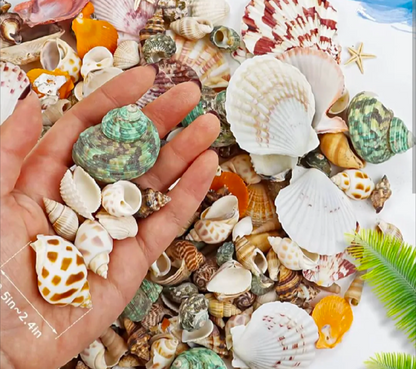 50 PCs Mixed Natural Sea Shells for Crafts – Decorative Shells for Jewelry Making, DIY Art & Home Décor