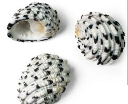 Pack of 3 Pcs Natural Sea Shells for Jewelry Making & DIY Crafts