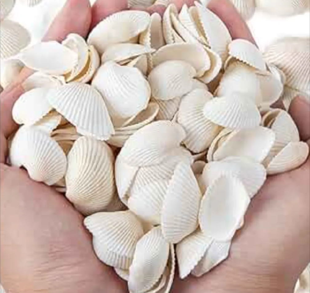 Pack of 20 White Natural Sea Shells – Premium Decorative Shells for Jewelry Making, Resin Art & DIY Crafts
