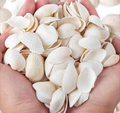 Pack of 20 White Natural Sea Shells – Premium Decorative Shells for Jewelry Making, Resin Art & DIY Crafts