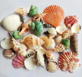 50 PCs Mixed Natural Sea Shells for Crafts – Decorative Shells for Jewelry Making, DIY Art & Home Décor