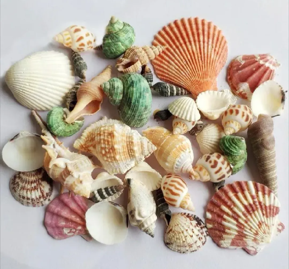 50 PCs Mixed Natural Sea Shells for Crafts – Decorative Shells for Jewelry Making, DIY Art & Home Décor