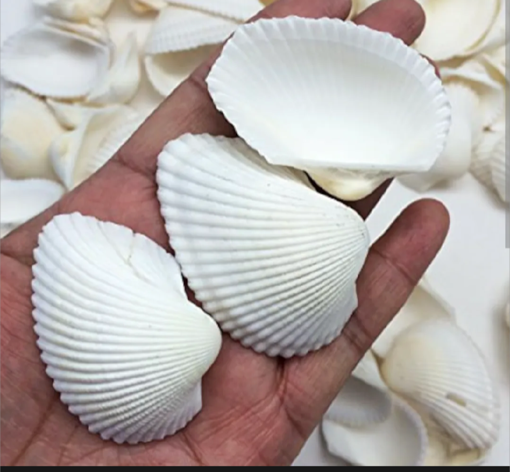 Pack of 20 White Natural Sea Shells – Premium Decorative Shells for Jewelry Making, Resin Art & DIY Crafts