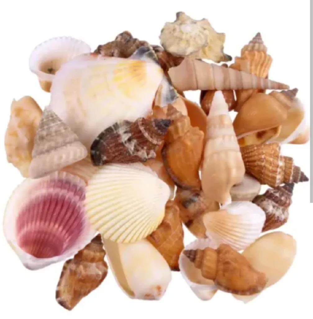 50 PCs Mixed Natural Sea Shells for Crafts – Decorative Shells for Jewelry Making, DIY Art & Home Décor