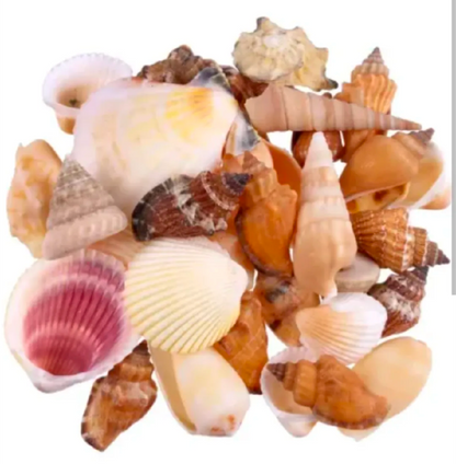 50 PCs Mixed Natural Sea Shells for Crafts – Decorative Shells for Jewelry Making, DIY Art & Home Décor